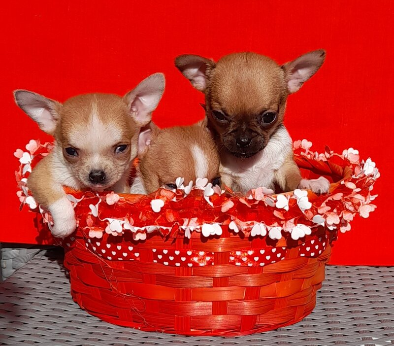 Vand Chihuahua superbi.