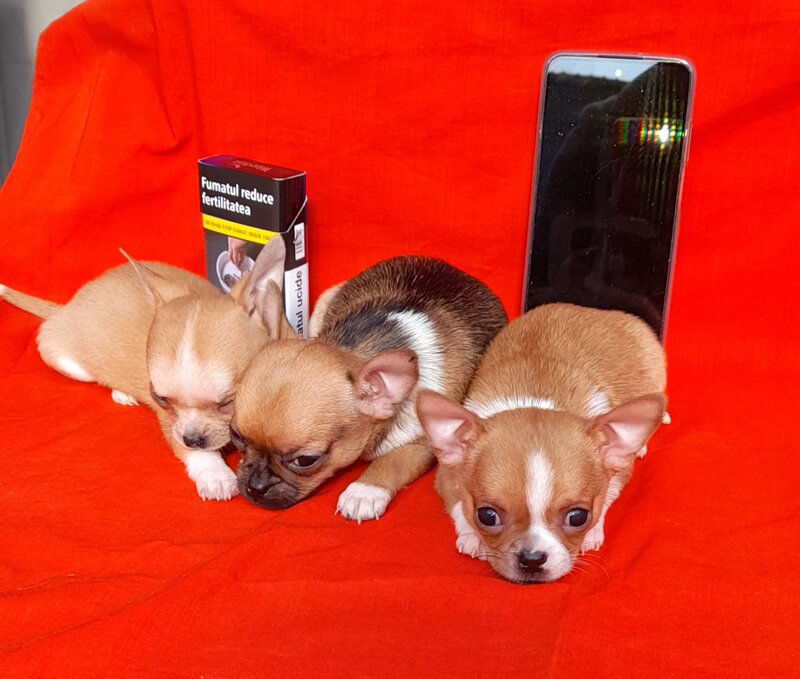 Vand Chihuahua superbi.