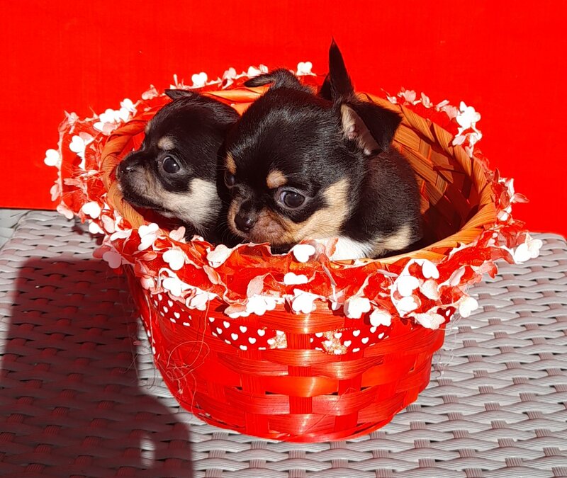 Vand Chihuahua superbi.