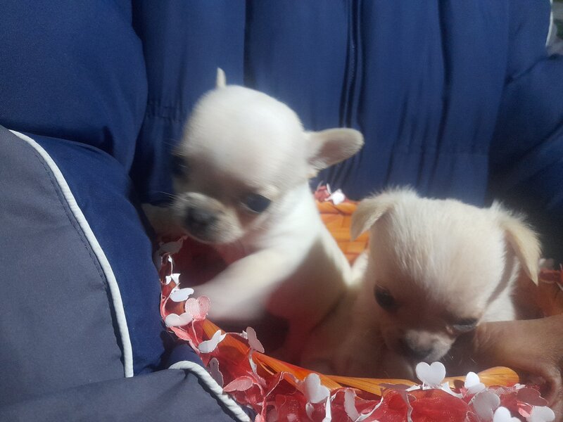 Vand Chihuahua superbi.